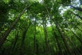 green trees forest as natural environement