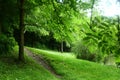 green trees forest as natural environement