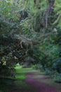 Green trees in the forest. Blurred photo. Royalty Free Stock Photo