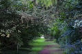 Green trees in the forest. Blurred photo. Royalty Free Stock Photo