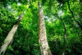 Green trees in forest. Fresh environment. Forest tree with green leaves. Carbon capture in lush jungle Canopy. carbon offset