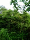 Green trees in the forests