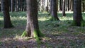 Green trees in the forest with natural light Royalty Free Stock Photo