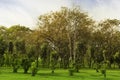 Green trees and gardens Beautiful light in the morning Royalty Free Stock Photo