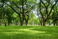 Green trees and gardens Beautiful light in the morning Royalty Free Stock Photo