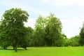 Green trees and gardens Beautiful light in the morning Royalty Free Stock Photo