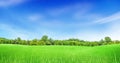 Green trees with grass meadow field and little hill with white clouds and blue sky in summer seasonal. Royalty Free Stock Photo