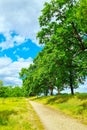 Green trees and grass in the park on a sunny day. Royalty Free Stock Photo