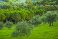 Green trees on green field Royalty Free Stock Photo