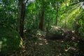 Green trees and huge rocks in the forest Royalty Free Stock Photo