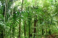 Green trees of Indonesian tropical forest Royalty Free Stock Photo