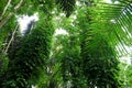 Green trees of Indonesian tropical forest Royalty Free Stock Photo