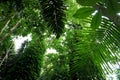 Green trees of Indonesian tropical forest Royalty Free Stock Photo