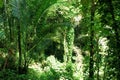 Green trees of Indonesian tropical forest Royalty Free Stock Photo