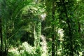 Green trees of Indonesian tropical forest Royalty Free Stock Photo