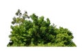 Green Trees isolated on a white background. are Forest and foliage in summer for both printing and web pages Royalty Free Stock Photo