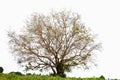 Green trees isolated on white background. Forest and foliage in summer. Row of trees and shrubs Royalty Free Stock Photo