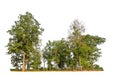 Green trees isolated on a white background. forest and leaves in summer rows of trees and bushes Royalty Free Stock Photo