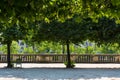 Green trees in jardin de Tuileries in Paris