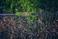 Green trees and lake of public garden Royalty Free Stock Photo