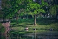 Green trees and lake of public garden Royalty Free Stock Photo