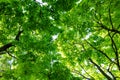 Green trees leaves canopy Royalty Free Stock Photo