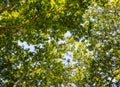 Green trees leaves canopy Royalty Free Stock Photo