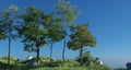 Green trees lush foliage over blue sky nature scene