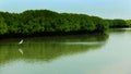 Green trees in the mam grow forest with sky.