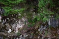 Green trees on marble rocks