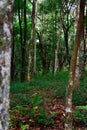 green trees in the middle of a tropical forest