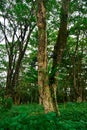 green trees in the middle of a tropical forest