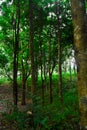 green trees in the middle of a tropical forest