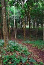 green trees in the middle of a tropical forest