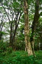 green trees in the middle of a tropical forest