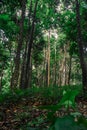 green trees in the middle of a tropical forest