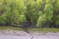 Green Trees On Muddy Creek