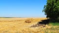 Green trees next to a field of ripe wheat Royalty Free Stock Photo