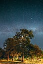 Green Trees Oak Woods In Park Under Night Starry Sky With Milky Way Galaxy. Night Landscape With Natural Real Glowing Royalty Free Stock Photo