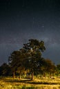 Green Trees Oak Woods In Park Under Night Starry Sky With Milky Way Galaxy Royalty Free Stock Photo