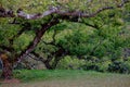 Green trees in park. Trees background. Royalty Free Stock Photo