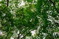 Green trees in the park at Namiseom