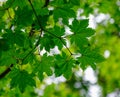 Green trees in the park at Namiseom