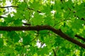 Green trees in the park at Namiseom