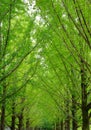 Green trees in the park at Namiseom