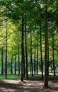 Green trees in the park at Namiseom