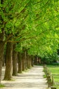 Green trees in the park at Namiseom