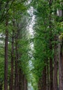 Green trees in the park at Namiseom