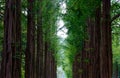 Green trees in the park at Namiseom