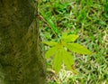 Green trees in the park at Namiseom